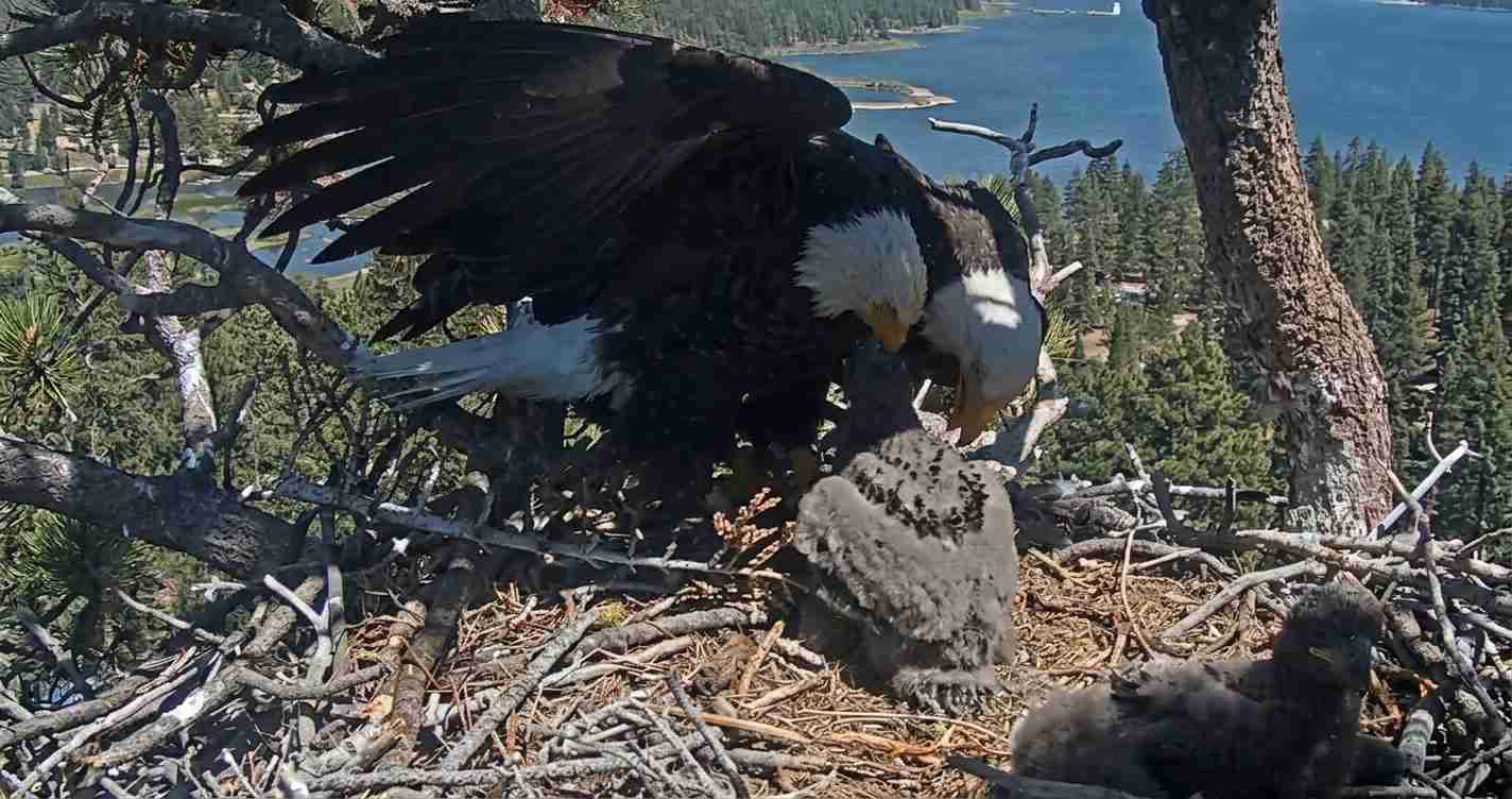 Adult bald eagle with wings spread, feeding a chick in a large stick nest high in a tree overlooking a forested coastline and blue water below.