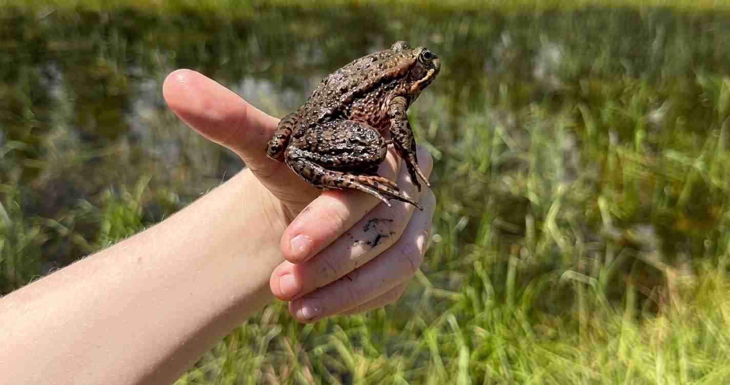 Small brown frog perched on a person's hand near a pond with grassy bank in the background.