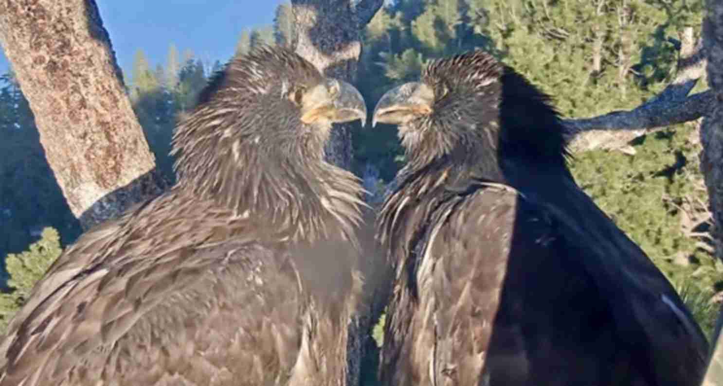Two large dark birds perched on a tree branch face-to-face with beaks almost touching, forest in the background.