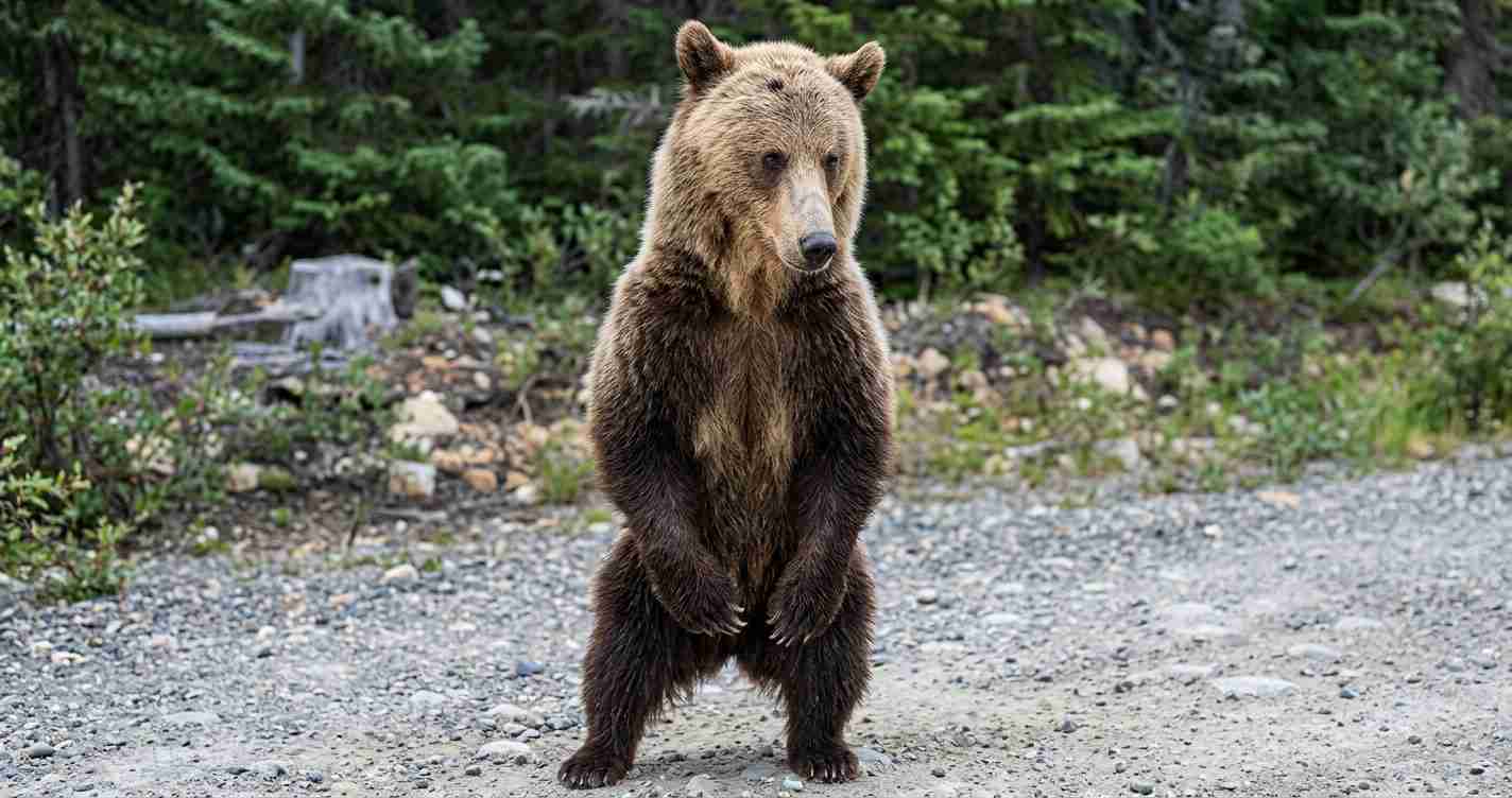 Brown bear standing on a rocky gravel path in a forest, facing the camera.
