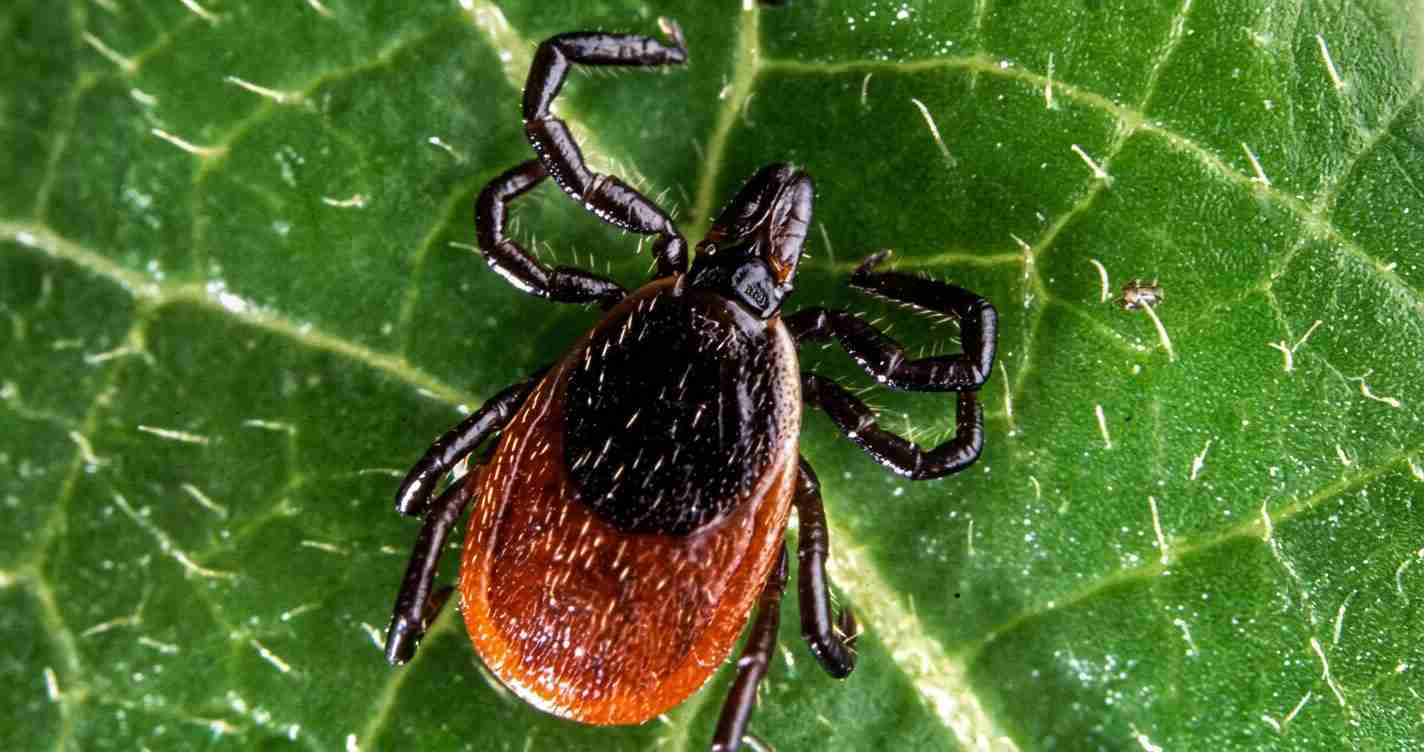 Close-up of a dark brown and black tick on a green leaf, legs splayed outward.
