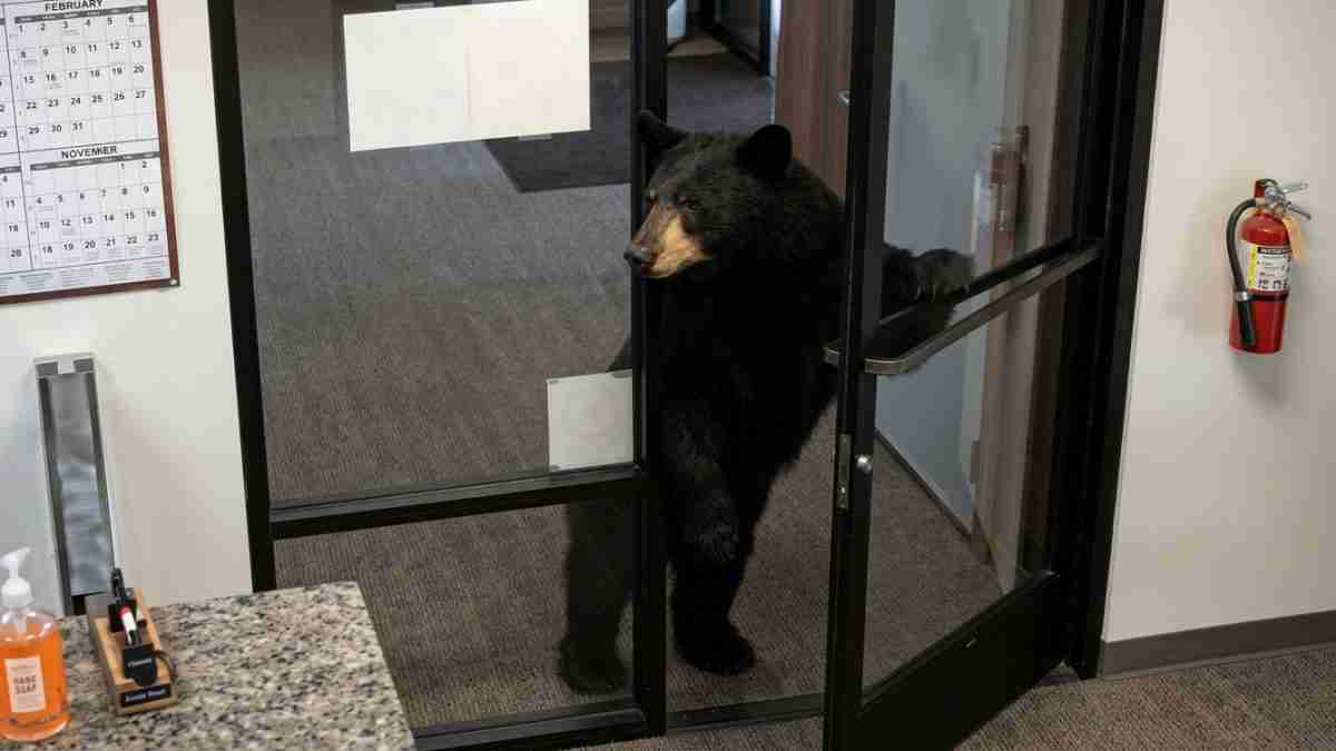 Black bear standing on hind legs at a glass office door, peering inside from the entrance area.