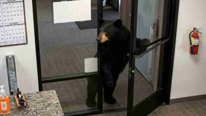 Black bear standing on hind legs at a glass office door, peering inside from the entrance area.