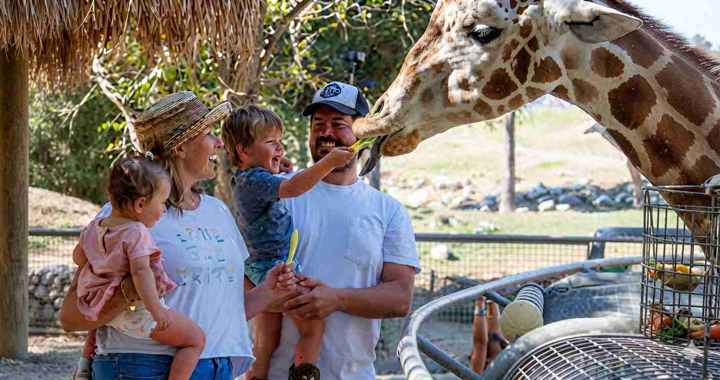 Family feeds a giraffe at a zoo/petting farm; a child hands a carrot to the giraffe while parents smile nearby.