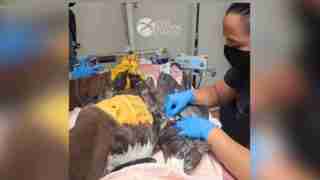 Vets in blue gloves treating a large injured raptor on a medical table at a raptor center.