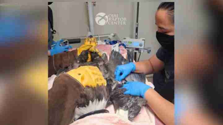 Vets in blue gloves treating a large injured raptor on a medical table at a raptor center.