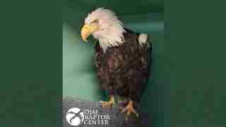 Bald eagle perched on a textured gray perch inside a green enclosure; the Ojai Raptor Center logo is visible in the corner.